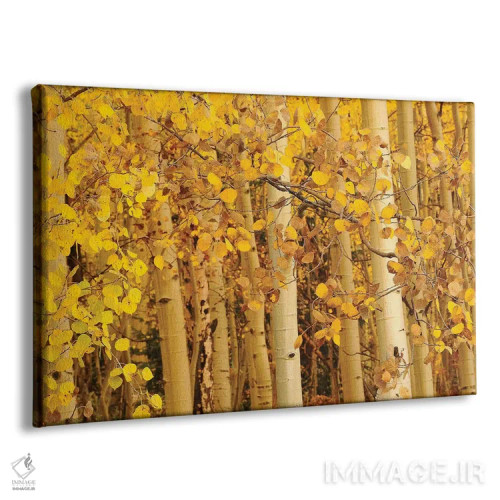 تابلو برگهای صنوبر لرزان (آسپن) اثر برایان ولف - نمای پرسپکتیو محصول