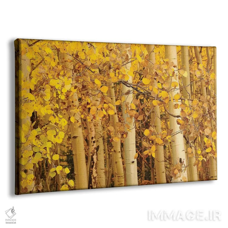 تابلو برگهای صنوبر لرزان (آسپن) اثر برایان ولف - نمای پرسپکتیو محصول