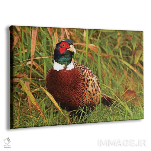 تابلو خروس پرزرق و برق اثر برایان ولف - نمای پرسپکتیو محصول