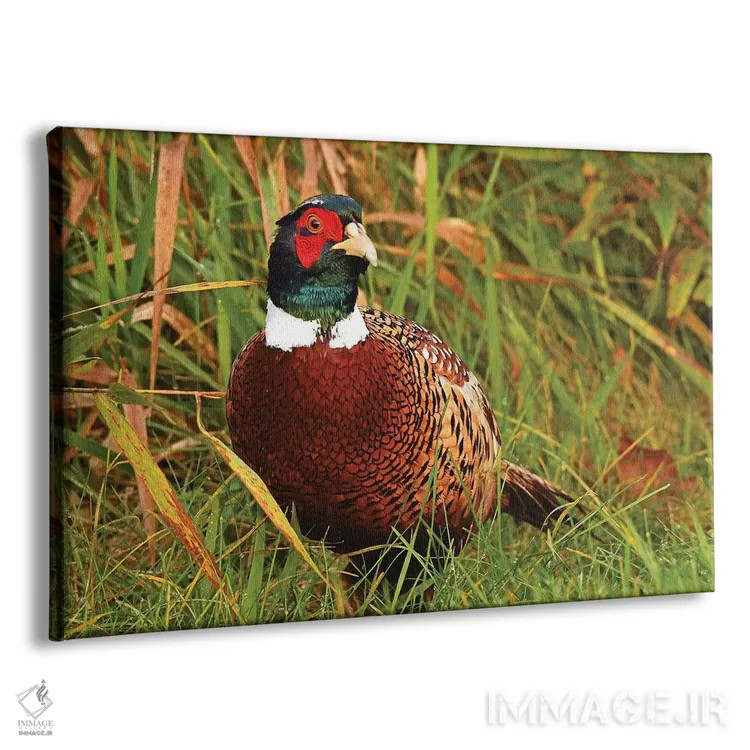 تابلو خروس پرزرق و برق اثر برایان ولف - نمای پرسپکتیو محصول