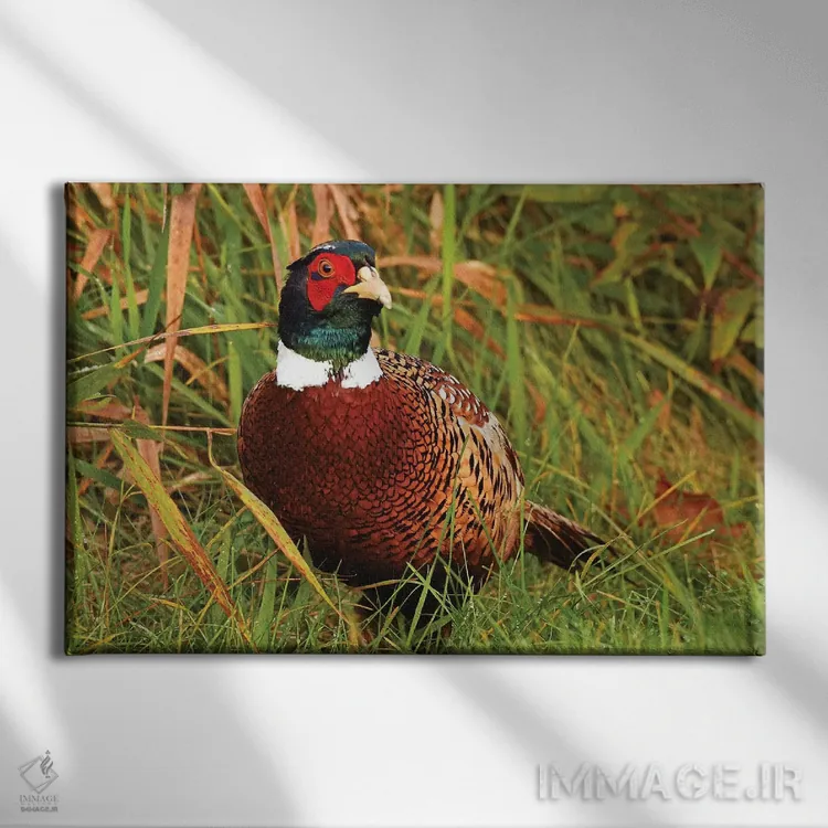 تابلو خروس پرزرق و برق اثر برایان ولف - نمای روبهرو روی دیوار