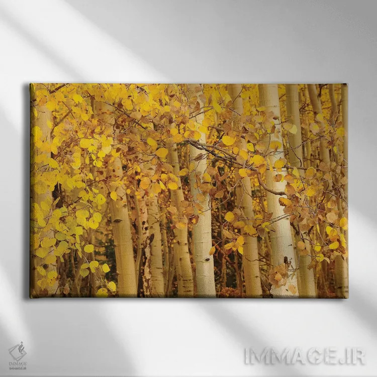 تابلو برگهای صنوبر لرزان (آسپن) اثر برایان ولف - نمای روبهرو روی دیوار