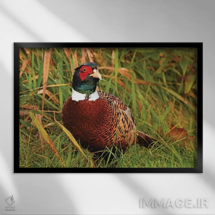 تابلو خروس پرزرق و برق اثر برایان ولف - نمای قابدار مشکی