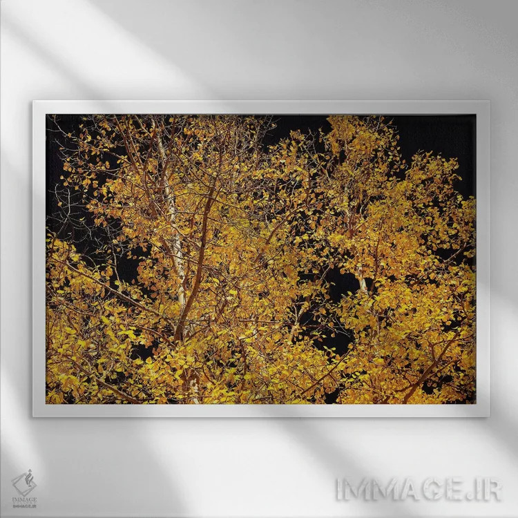تابلو کنتراست صنوبر لرزان اثر برایان ولف - نمای قابدار سفید