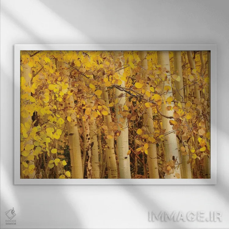 تابلو برگهای صنوبر لرزان (آسپن) اثر برایان ولف - نمای قابدار سفید