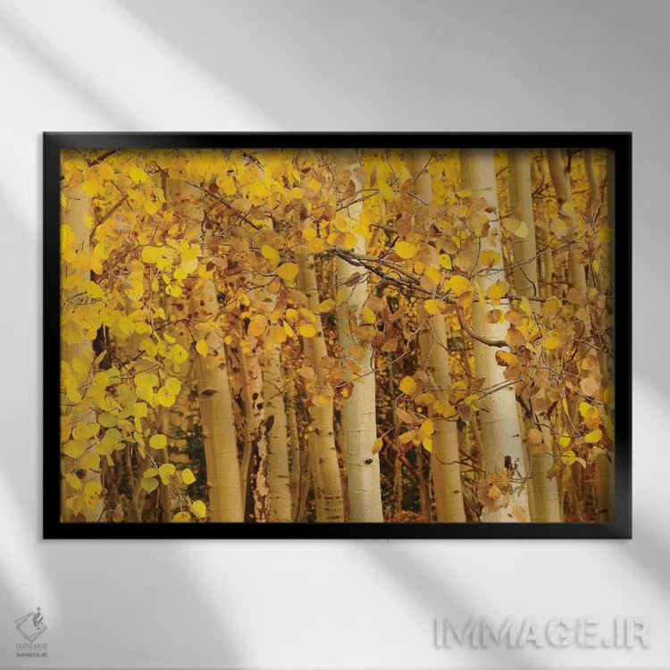 تابلو برگهای صنوبر لرزان (آسپن) اثر برایان ولف - نمای قابدار مشکی