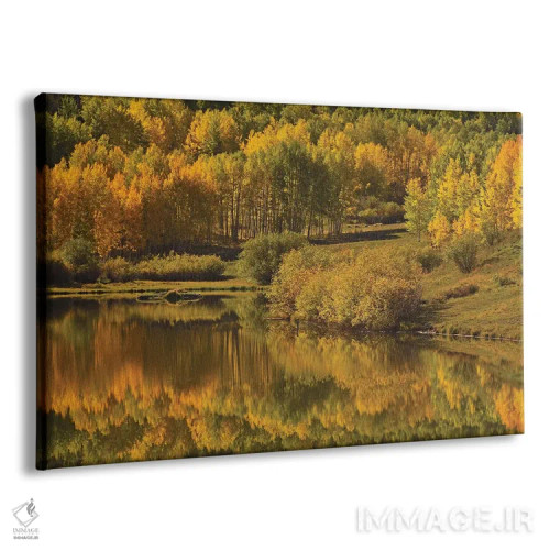 تابلو انعکاس صنوبر لرزان (آسپن) اثر برایان ولف - نمای پرسپکتیو محصول