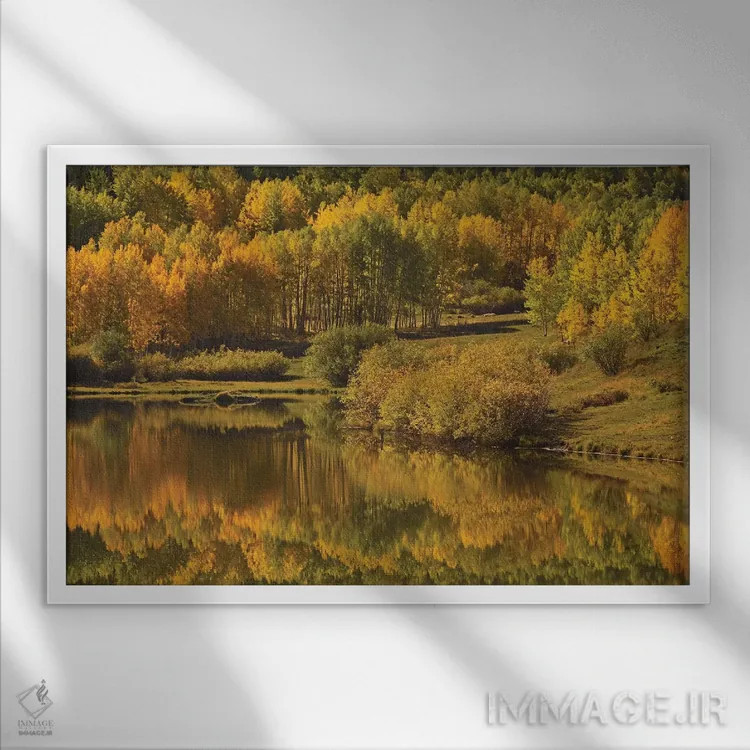 تابلو انعکاس صنوبر لرزان (آسپن) اثر برایان ولف - نمای قابدار سفید