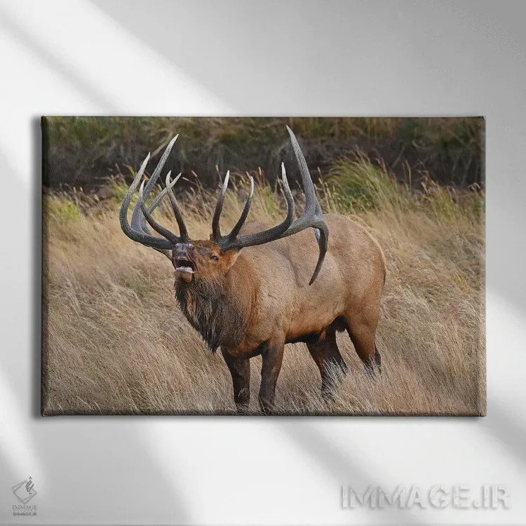 تابلو اعلیحضرت اثر برایان ولف - نمای روبهرو روی دیوار