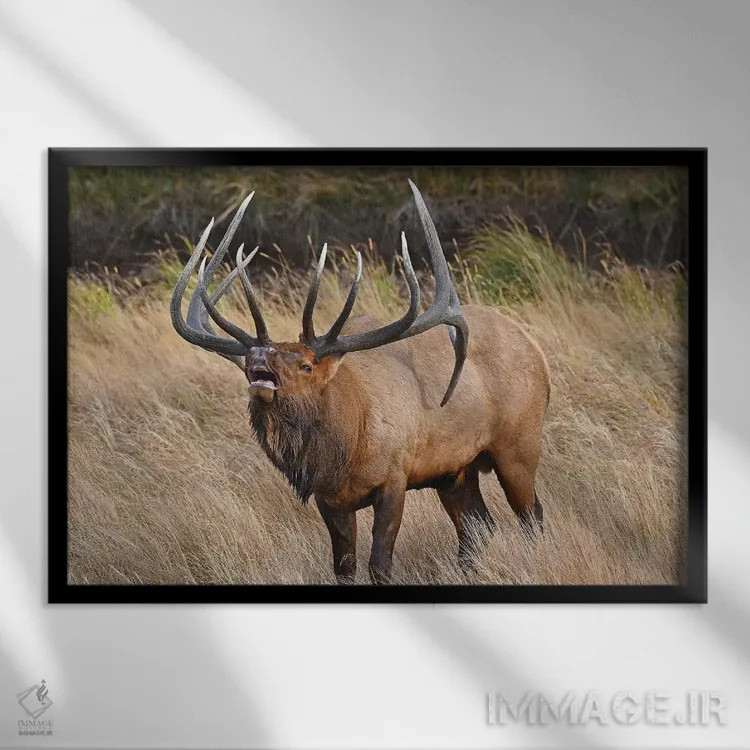 تابلو اعلیحضرت اثر برایان ولف - نمای قابدار مشکی