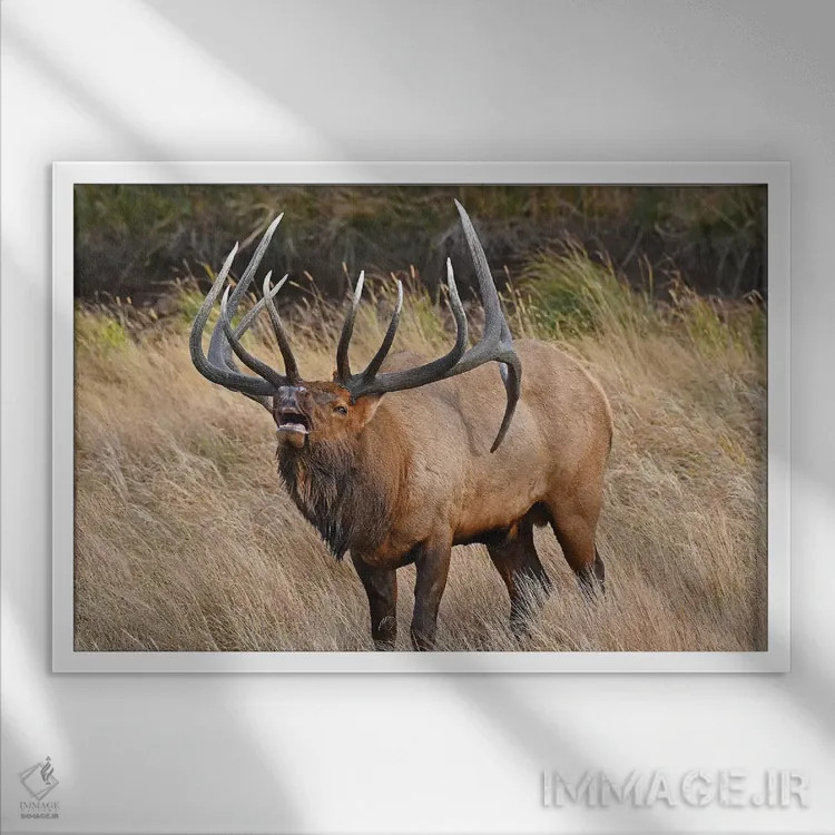 تابلو اعلیحضرت اثر برایان ولف - نمای قابدار سفید