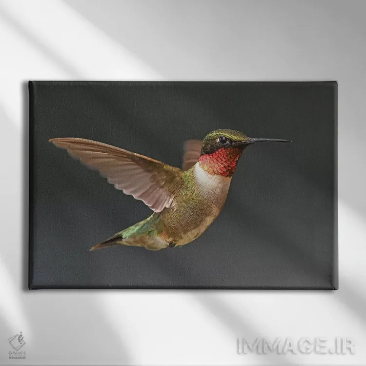 تابلو مرغ مگسخوار در پرواز اثر برایان ولف - نمای روبهرو روی دیوار