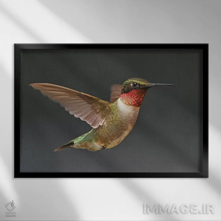 تابلو مرغ مگسخوار در پرواز اثر برایان ولف - نمای قابدار مشکی