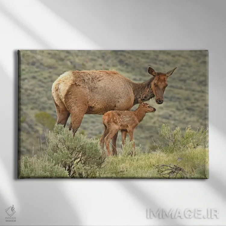 تابلو گوساله تازه متولد شده اثر برایان ولف - نمای روبهرو روی دیوار