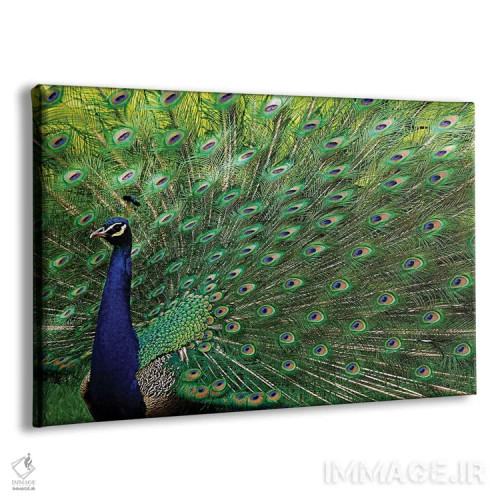 تابلو طاووس باشکوه اثر برایان ولف - نمای پرسپکتیو محصول