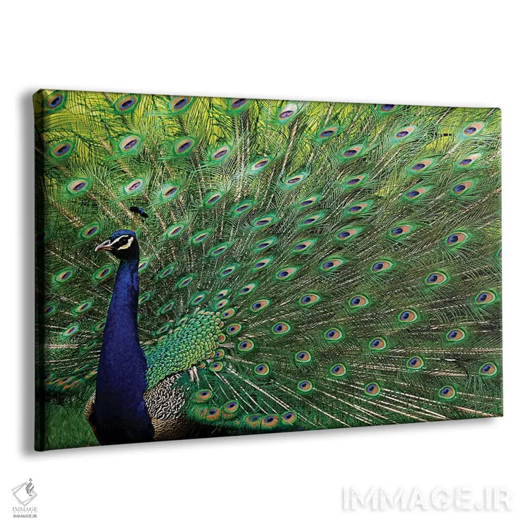 تابلو طاووس باشکوه اثر برایان ولف - نمای پرسپکتیو محصول
