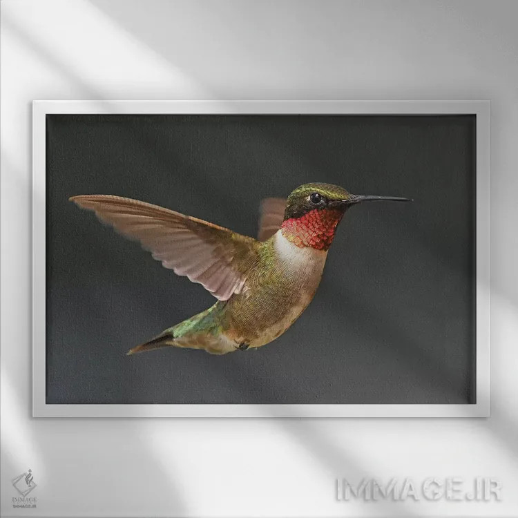 تابلو مرغ مگسخوار در پرواز اثر برایان ولف - نمای قابدار سفید