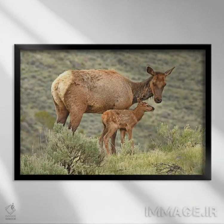 تابلو گوساله تازه متولد شده اثر برایان ولف - نمای قابدار مشکی