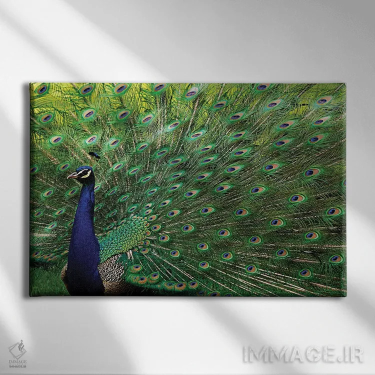 تابلو طاووس باشکوه اثر برایان ولف - نمای روبهرو روی دیوار