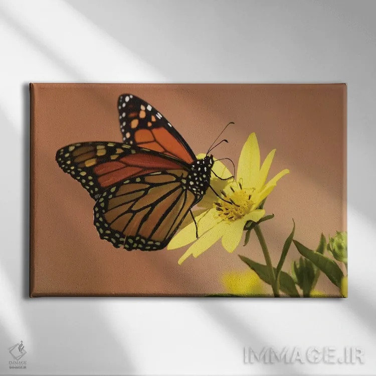 تابلو پروانه شهریار (مهاجر) اثر برایان ولف - نمای روبهرو روی دیوار