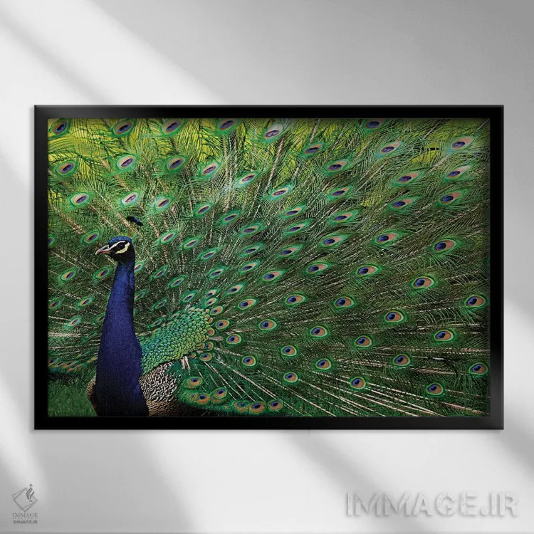 تابلو طاووس باشکوه اثر برایان ولف - نمای قابدار مشکی
