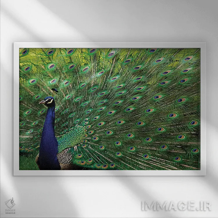 تابلو طاووس باشکوه اثر برایان ولف - نمای قابدار سفید