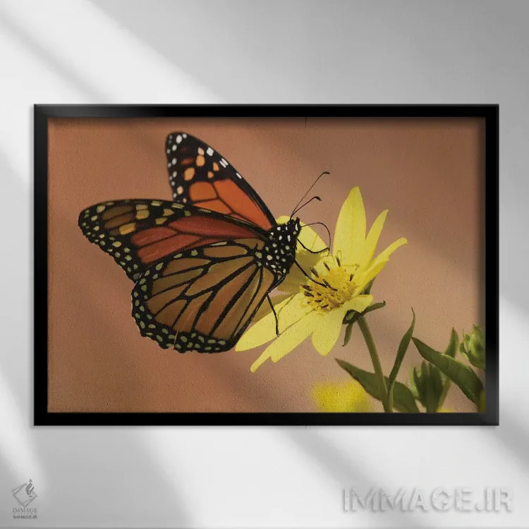 تابلو پروانه شهریار (مهاجر) اثر برایان ولف - نمای قابدار مشکی