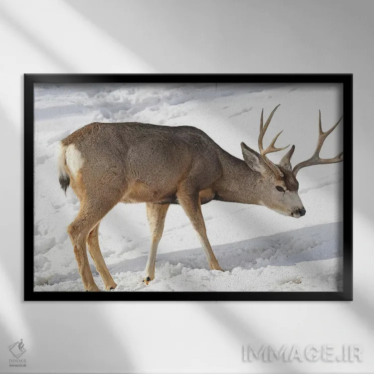 تابلو گوزن قاطر اثر برایان ولف - نمای قابدار مشکی