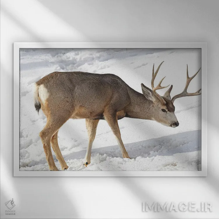 تابلو گوزن قاطر اثر برایان ولف - نمای قابدار سفید