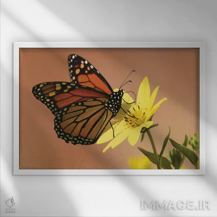 تابلو پروانه شهریار (مهاجر) اثر برایان ولف - نمای قابدار سفید