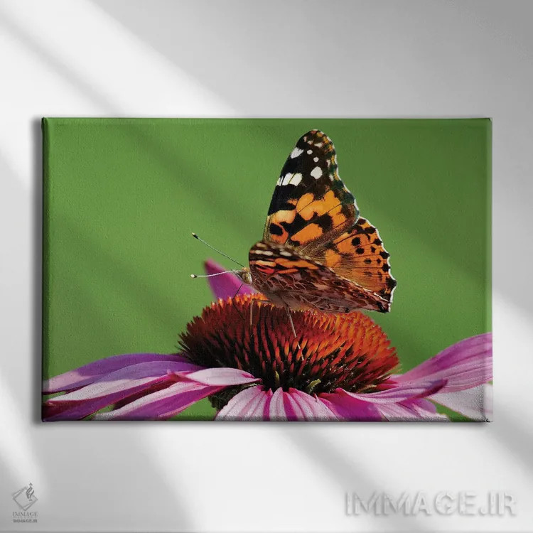 تابلو بانوی نقاشی شده روی گل مخروطی (پروانه) اثر برایان ولف - نمای روبهرو روی دیوار