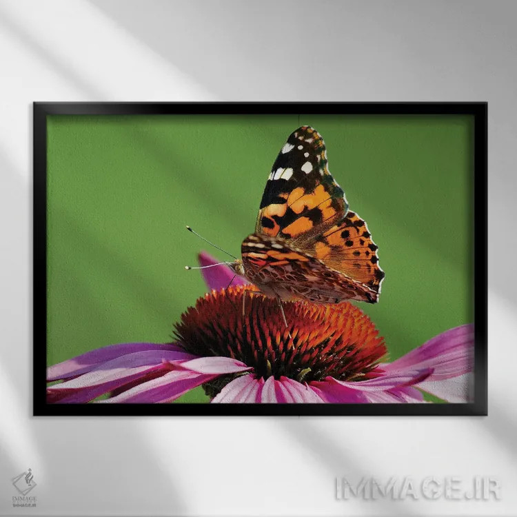 تابلو بانوی نقاشی شده روی گل مخروطی (پروانه) اثر برایان ولف - نمای قابدار مشکی