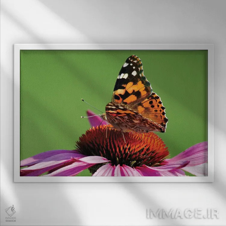 تابلو بانوی نقاشی شده روی گل مخروطی (پروانه) اثر برایان ولف - نمای قابدار سفید