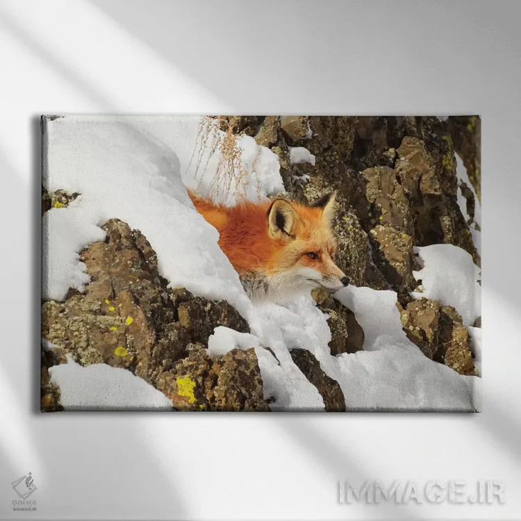 تابلو روباه یواشکی (روباه در حال سرک کشیدن) اثر برایان ولف - نمای روبهرو روی دیوار