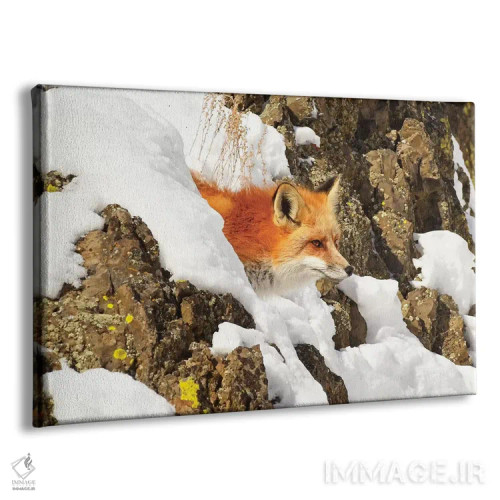 تابلو روباه یواشکی (روباه در حال سرک کشیدن) اثر برایان ولف - نمای پرسپکتیو محصول