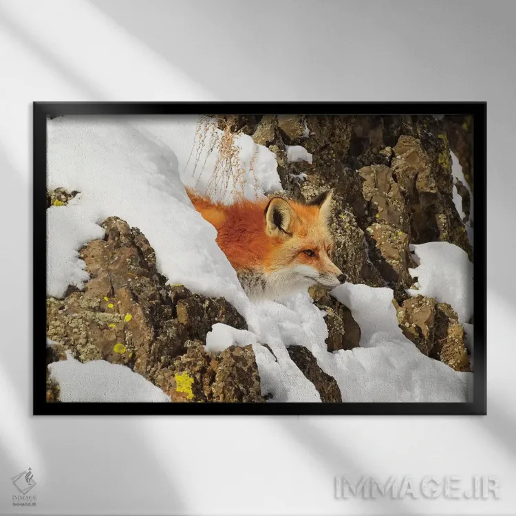 تابلو روباه یواشکی (روباه در حال سرک کشیدن) اثر برایان ولف - نمای قابدار مشکی