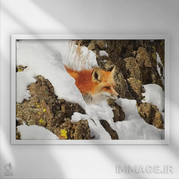تابلو روباه یواشکی (روباه در حال سرک کشیدن) اثر برایان ولف - نمای قابدار سفید