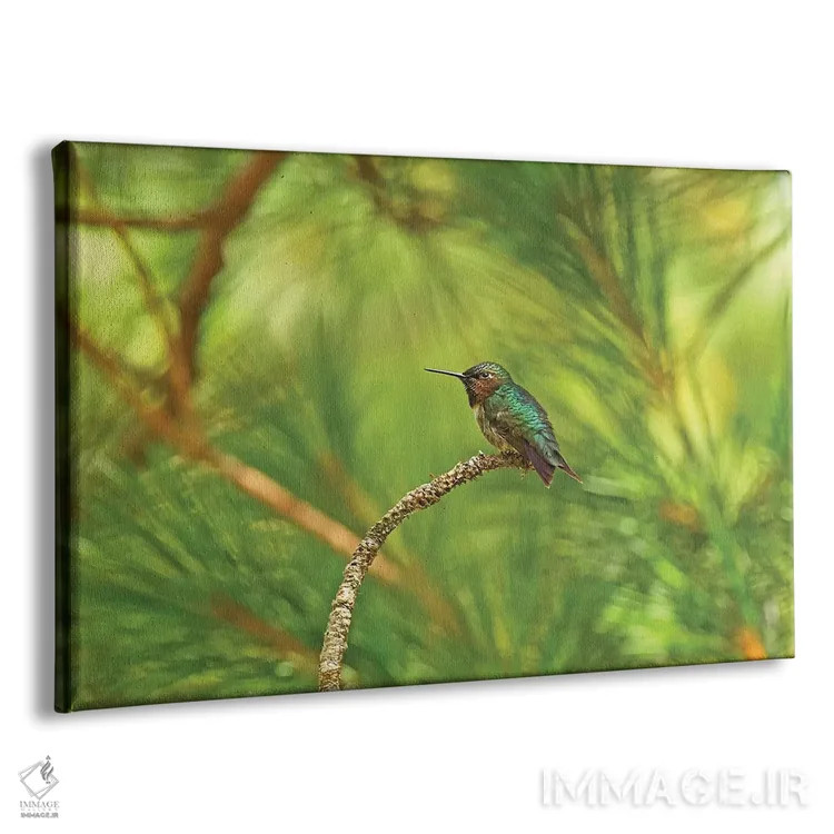 تابلو مرغ مگسخوار در حال استراحت اثر برایان ولف - نمای پرسپکتیو محصول