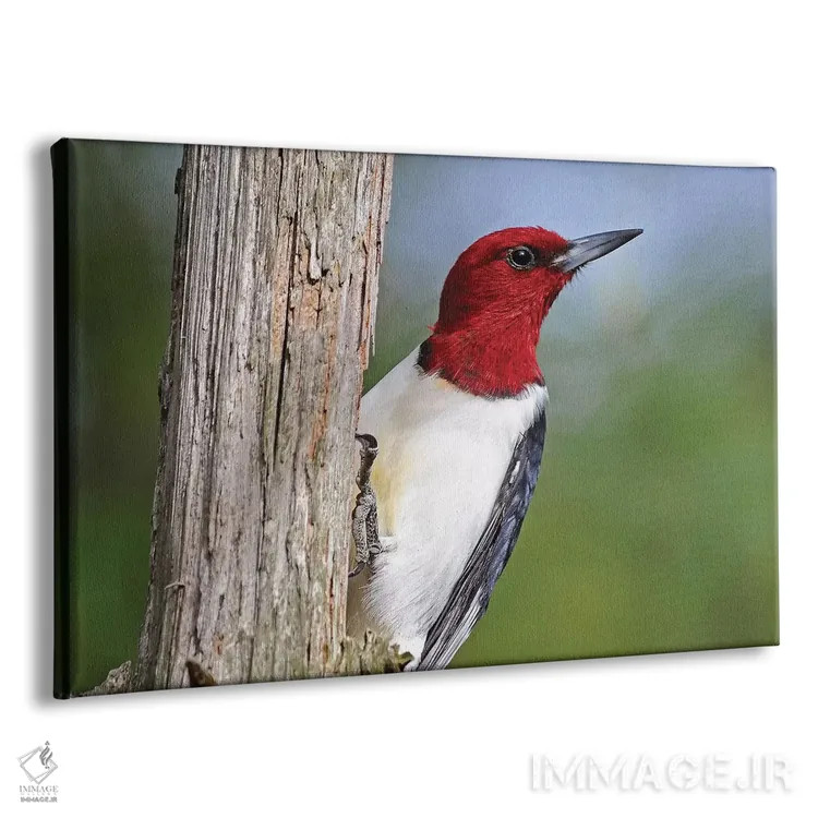 تابلو دارکوب سرخسر اثر برایان ولف - نمای پرسپکتیو محصول