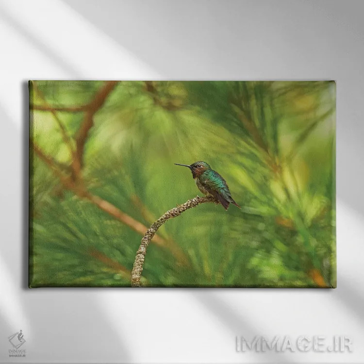 تابلو مرغ مگسخوار در حال استراحت اثر برایان ولف - نمای روبهرو روی دیوار