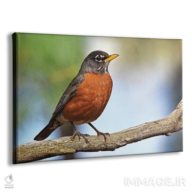 تابلو سینهسرخ اروپایی (پرنده) اثر برایان ولف - نمای پرسپکتیو محصول