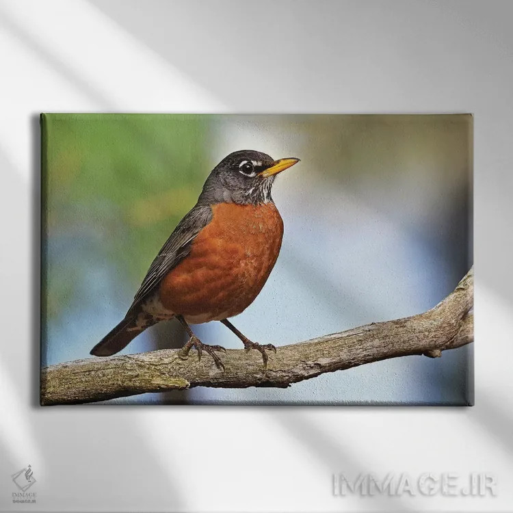 تابلو سینهسرخ اروپایی (پرنده) اثر برایان ولف - نمای روبهرو روی دیوار