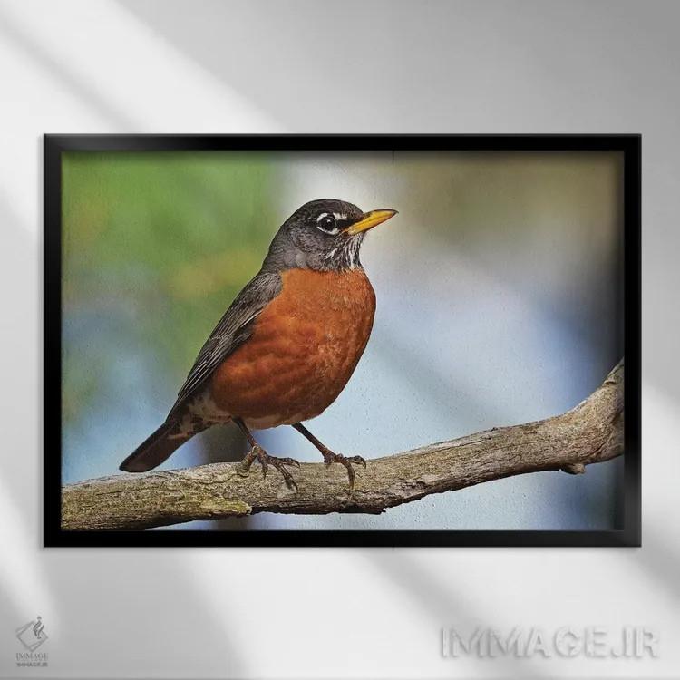 تابلو سینهسرخ اروپایی (پرنده) اثر برایان ولف - نمای قابدار مشکی