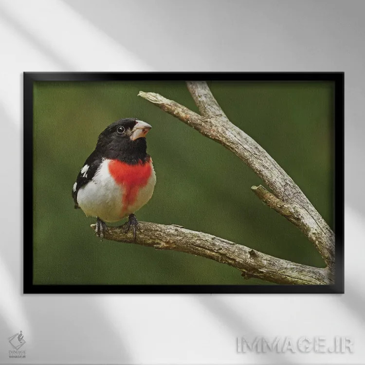 تابلو سهره گلسینه اثر برایان ولف - نمای قابدار مشکی