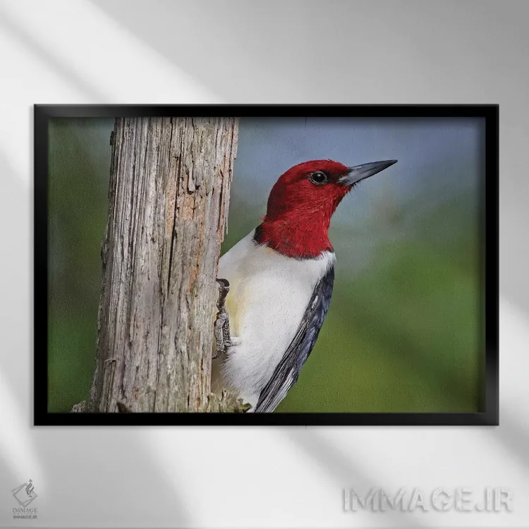 تابلو دارکوب سرخسر اثر برایان ولف - نمای قابدار مشکی