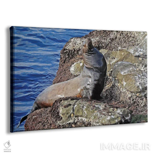 تابلو شیر دریایی اثر برایان ولف - نمای پرسپکتیو محصول