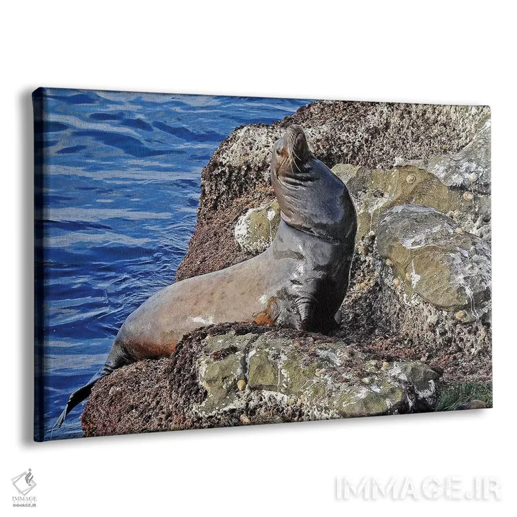 تابلو شیر دریایی اثر برایان ولف - نمای پرسپکتیو محصول