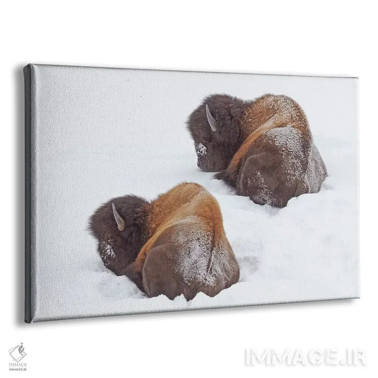 تابلو گاو آمریکایی خوابیده اثر برایان ولف - نمای پرسپکتیو محصول