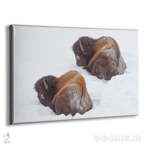 تابلو گاو آمریکایی خوابیده اثر برایان ولف - نمای پرسپکتیو محصول