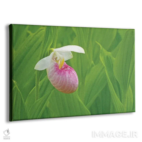 تابلو یک گل کفشک بانوی وحشی (نوعی گل ارکیده) اثر برایان ولف - نمای پرسپکتیو محصول